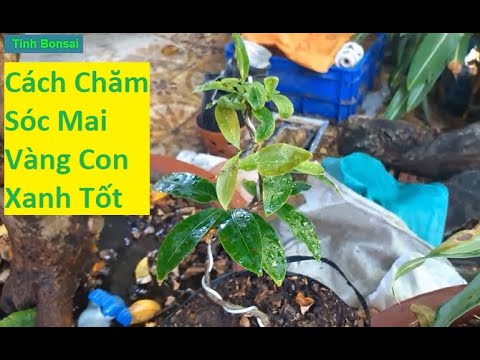 Cách Chăm Sóc Mai Vàng Con Xanh Tốt | Tính Bonsai