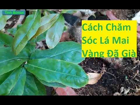 Cách Chăm Sóc Mai Vàng Cuối Tháng Hai Khi Lá Đã Già | Tính Bonsai