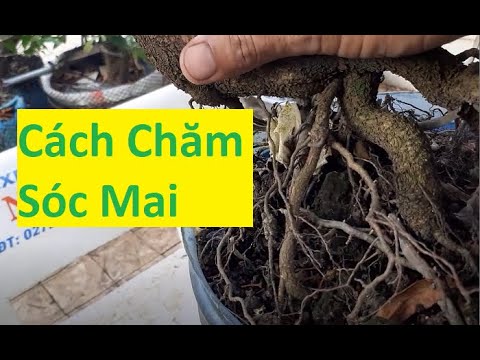 Cách Chăm Sóc Mai Vàng Đại Lộc Ghép Thành Công | Tính Bonsai