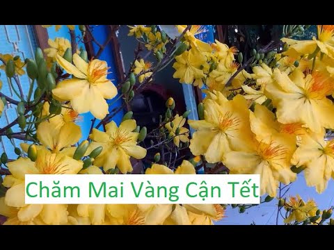 Cách Chăm Sóc Mai Vàng Ngày Cận Tết | Tính Bonsai