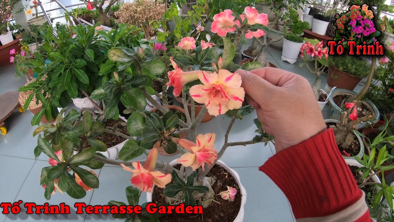 Cách Chăm Sóc , Thêm Phân Sứ Thái Kim Anh /  How To Take Care Of Adenium Obesum