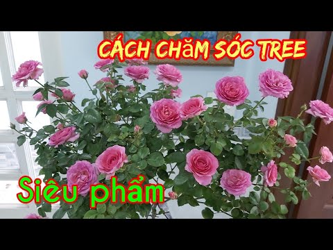 Cách Chăm sóc cây Tree, để có tán đẹp và nhiều hoa.❤❤🌹🌹🌹🌹🌹