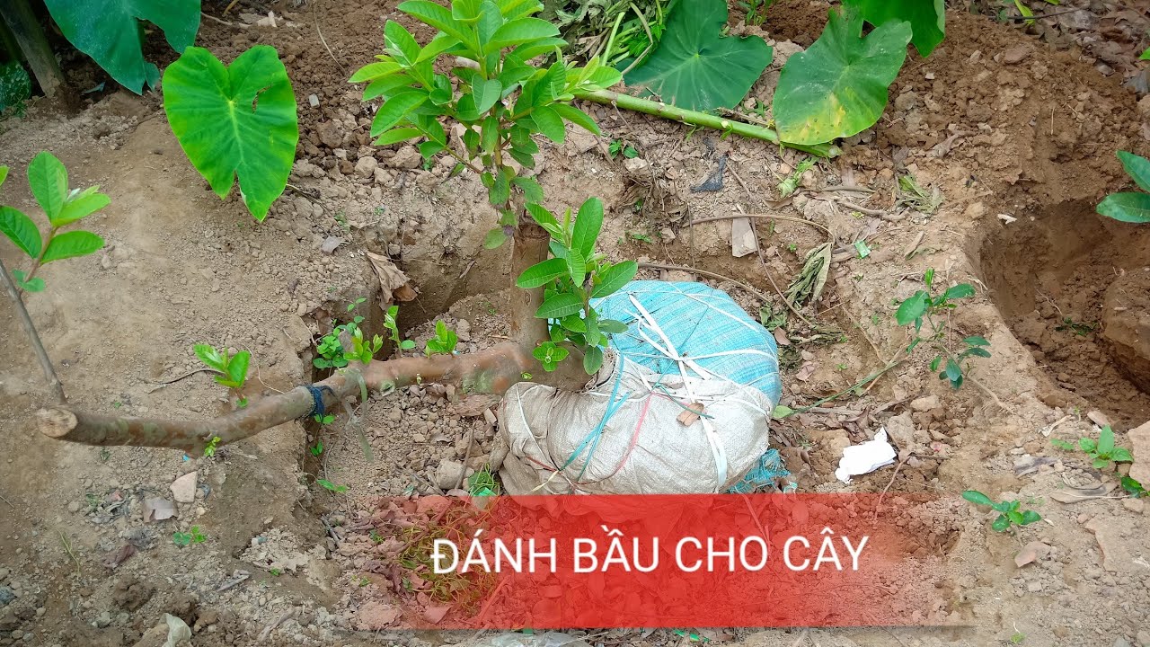 Cách Đánh Bầu Di Chuyển Cây Ăn Quả