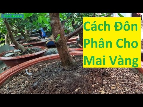 Cách Đôn Phân Cho Mai Vàng Vào Mùa Mưa | Tính Bonsai