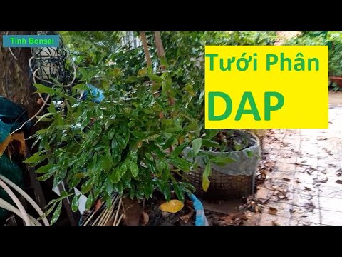 Cách Dùng Phân DAP Pha Nước Tưới Cho Mai Vàng Đúng | Tính Bonsai