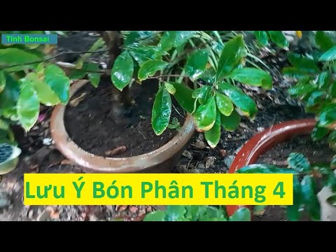 Cách Dùng Phân Hữu Cơ Và Vô Cơ Cho Mai Vàng Cuối Tháng 4  | Tính Bonsai 1