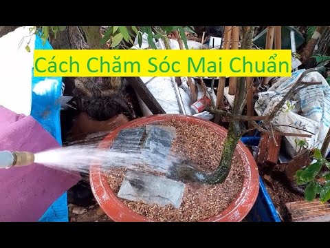 Cách Dưỡng Mai Vàng Sau Tết Chuẩn | Tính Bonsai