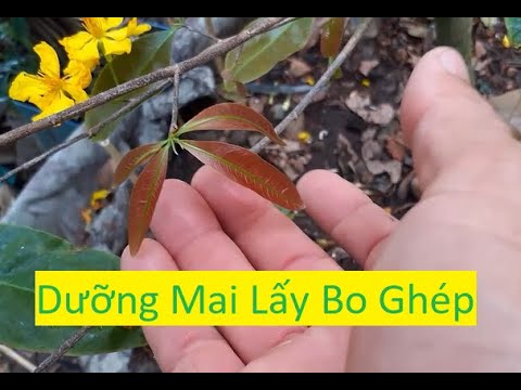 Cách Dưỡng Mai Vàng Sau Tết Để Lấy Bo Ghép | Tính Bonsai