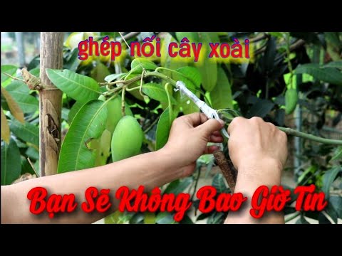 Cách Ghép Cây Xoài Làm Bonsai.Rất Ít Người Biết. Bạn Có Tin Thành Công Không???