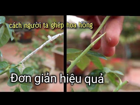 Cách Ghép Hoa Hồng Đơn Giản. compound roses NGƯỜI ƯƠM MẦM