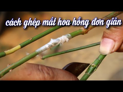 Cách Ghép Mắt Hoa Hồng. Chi Tiết Thành Công 100%(Rose grafting)