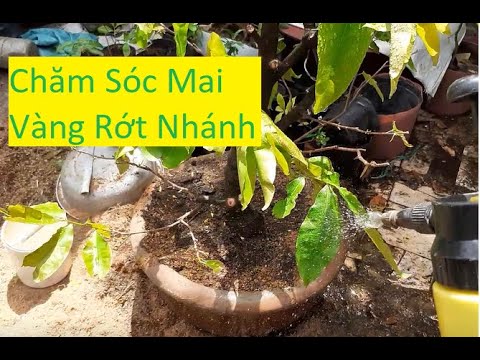 Cách Giải Quyết Cây Mai Bị Rớt Nhánh Sau Tết | Tính Bonsai