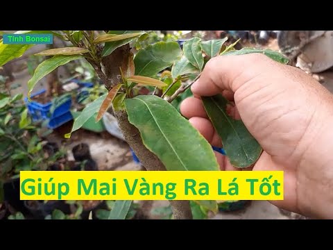 Cách Giải Quyết Mai Vàng Ra Lá Yếu | Tính Bonsai