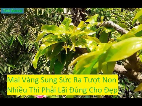 Cách Giải Quyết Tượt Non Mai Vàng Lên Sai Vị Trí | Tính Bonsai