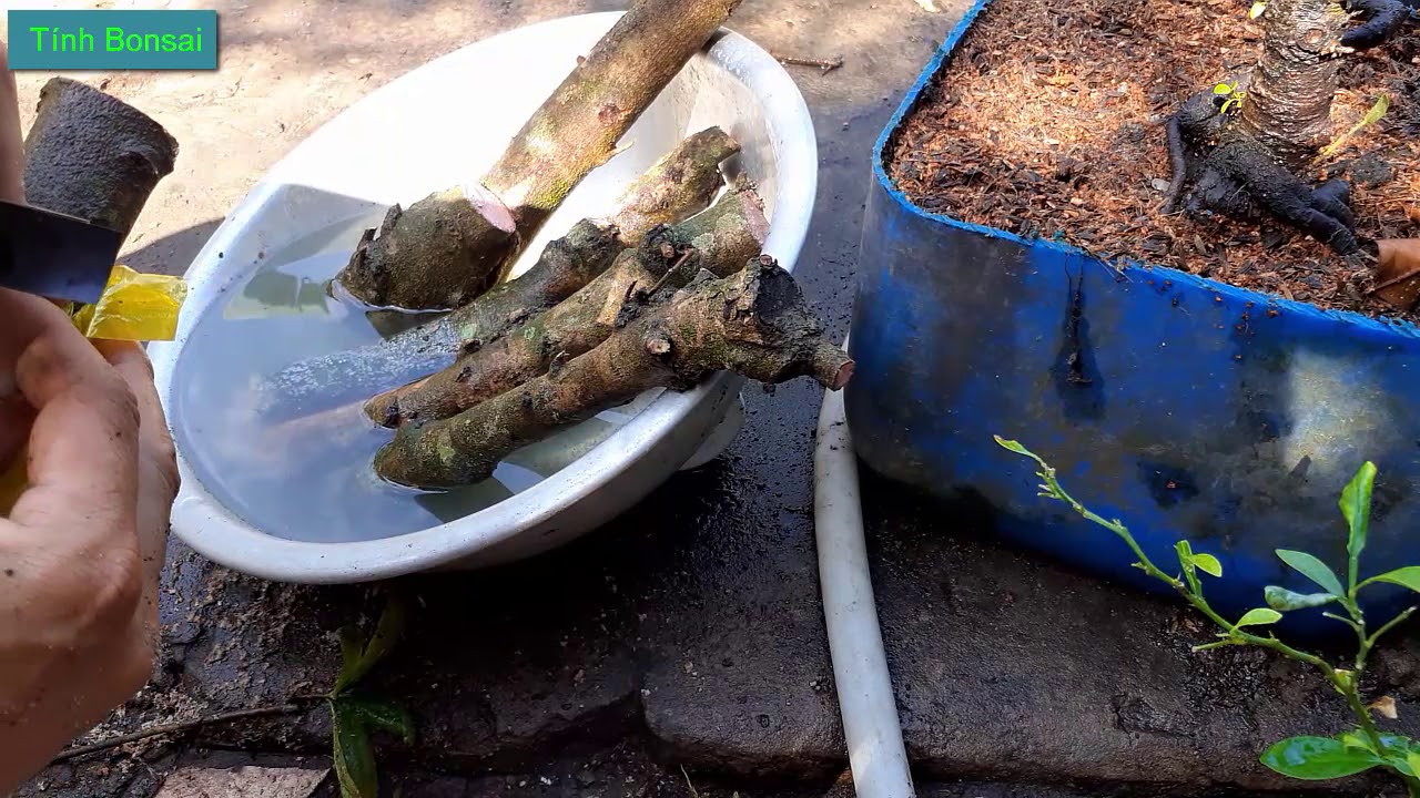 Cách Giâm Cành Mai Vàng Vào Cát Ra Rễ Cực Nhanh | Tính Bonsai