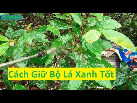 Cách Giữ Bộ Lá Mai Vàng Xanh Sạch Đẹp | Tính Bonsai