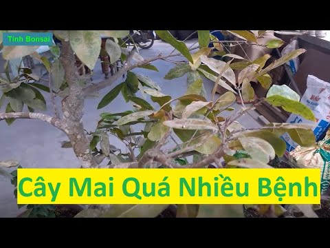 Cách Khắc Phục Cây Mai Vàng Có Quá Nhiều Bệnh Của Anh Hai | Tính Bonsai