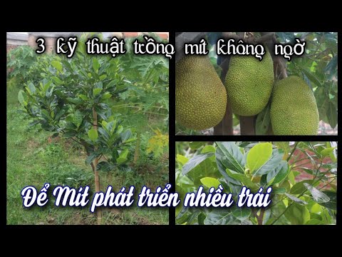 Cach Làm Cho Mít Ra Nhiều Trái,Cây Phát Triển Mạnh.Mà Bạn Chưa Biết!!