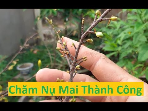 Cách Làm Mai Vàng Nở Đúng Tết Thành Công  | Tính Bonsai