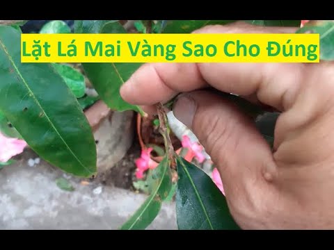 Cách Lặt Lá Mai Sao Cho Mai Nở Đúng Tết 2020 | Tính Bonsai