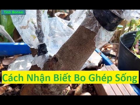 Cách Nhận Biết Bo Ghép Mai Vàng Thành Công Và Đang Phát Triển | Tính Bonsai