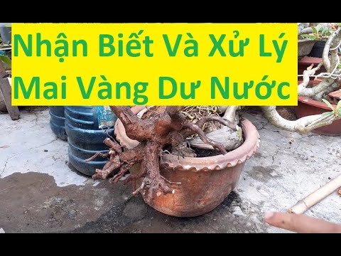 Cách Nhận Biết Mai Vàng Bị Dư Nước | Tính Bonsai