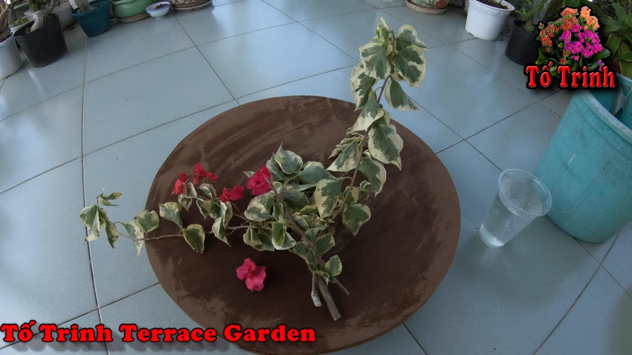 Cách Nhân Giống Cây Bông Giấy Cẩm Thạch Đỏ Trong Nước/How To Grow Bougainvillea Propagation In Water