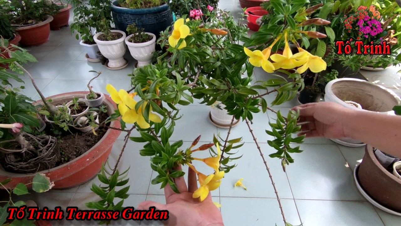 Cách Nhân Giống Cây Hoa Huỳnh Anh Rất Đơn Giản = Allamanda Cathartica