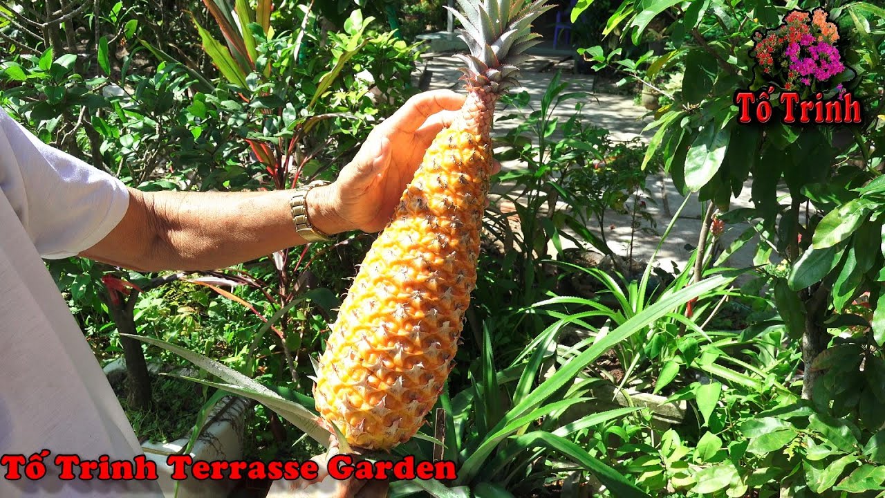 Cách Nhân Giống Cây Khóm Đuôi Phụng / Pineapple New Varieties