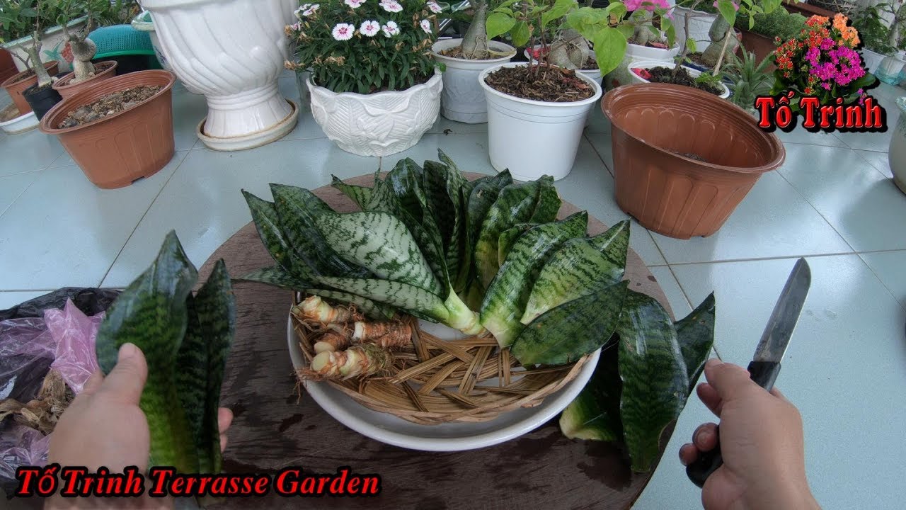 Cách Nhân Giống Cây Lưới Mèo Từ Lá Thành Công 100 % / Sansevieria Trifasciata ( Successfully 100% )