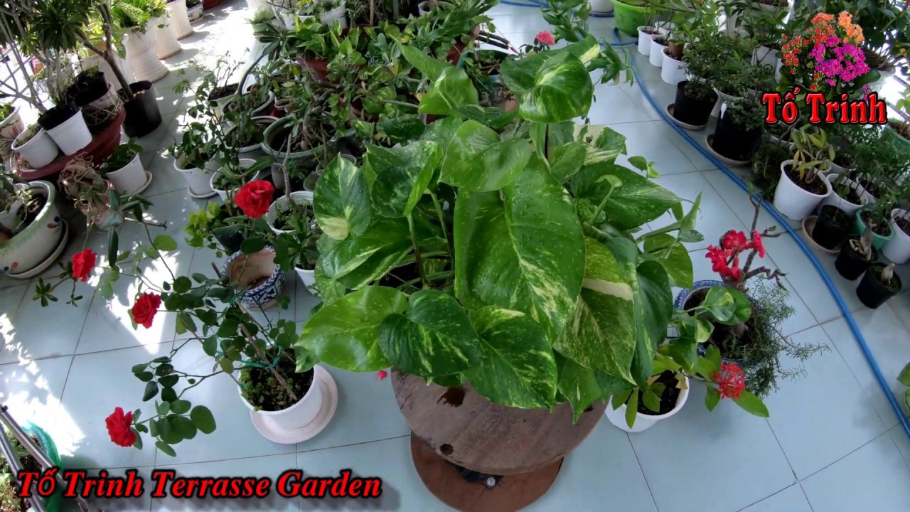 Cách Nhân Giống Cây Trầu Bà Trong Nước / How To Breed Epipremnum Aureum In Water