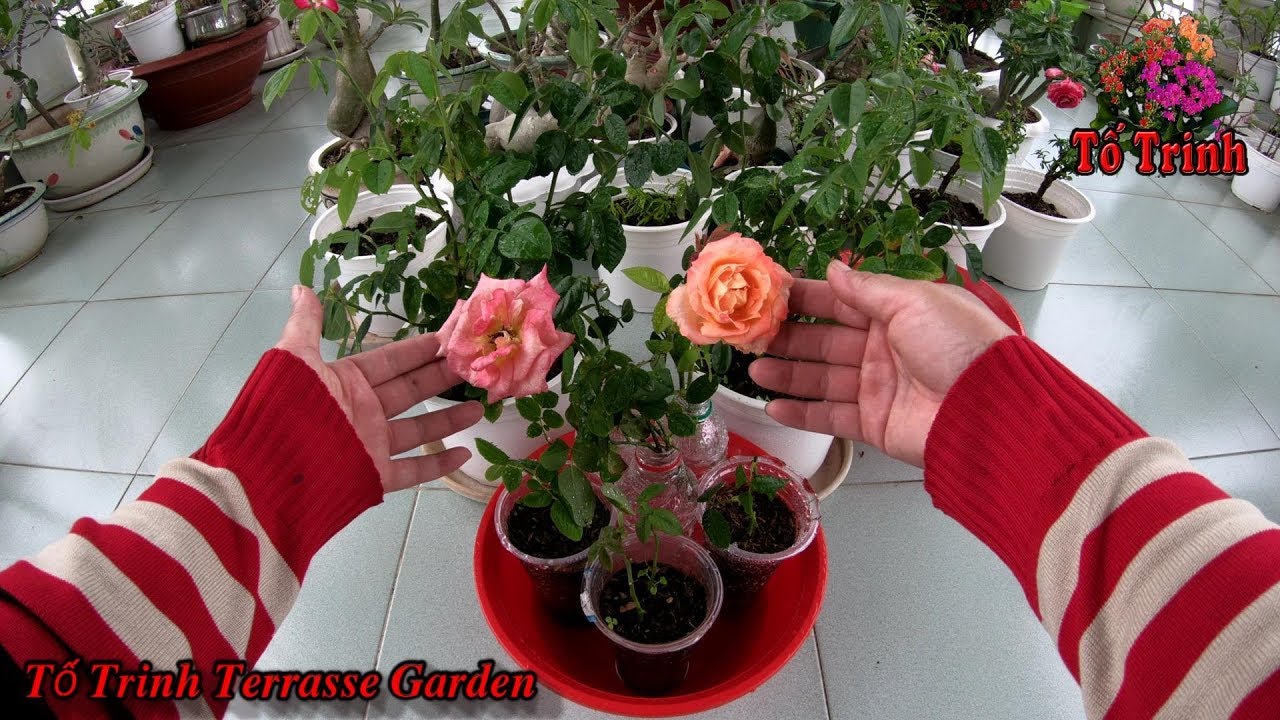 Cách Nhân Giống Hoa Hồng Rất Đơn Giản/Rose