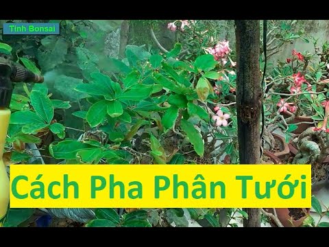 Cách Pha Phân Bón Dưỡng Lá Mai Vàng | Tính Bonsai