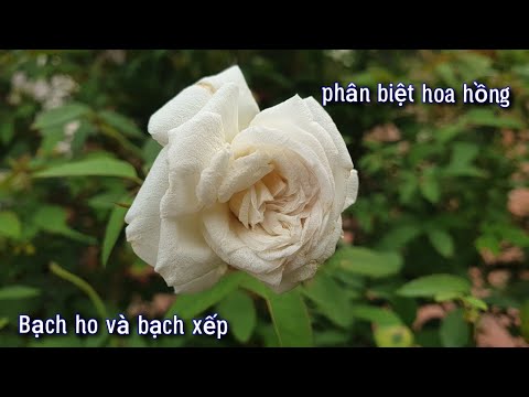 Cách Phân Biệt 2Loại Hoa Hồng Bạch Ho Và Bạch Xếp .NGƯỜI ƯƠM MẦM