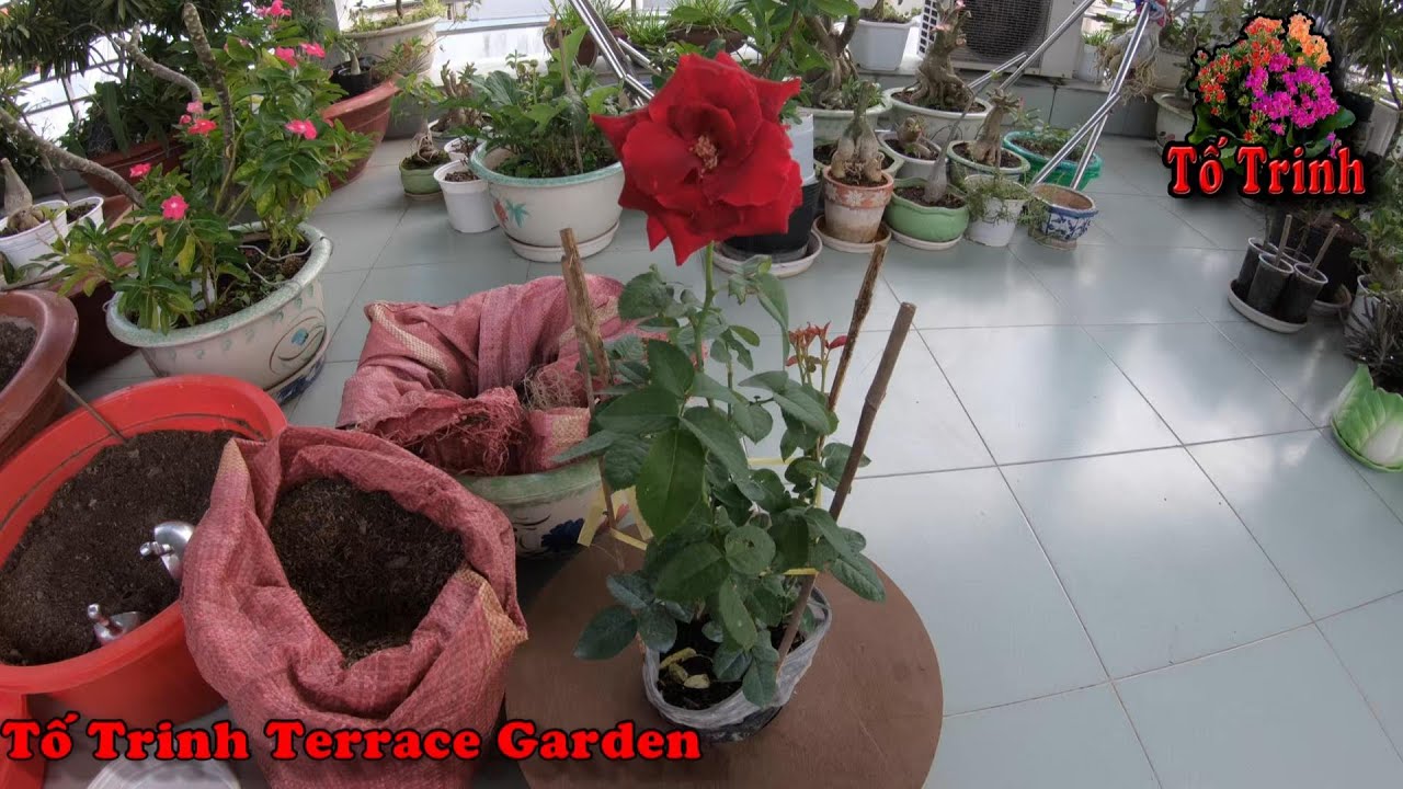 Cách Sang Chậu Cây Hoa Hồng Mới Mua Từ Vườn Hoa Kiểng Về / How To Repot A Rose Plant