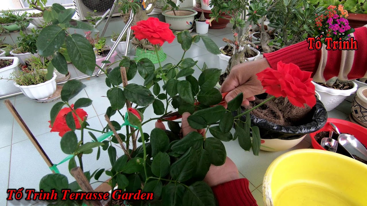 Cách Sang Chậu Hoa Hồng Mua Từ Vườn Hoa Kiểng / Rose Plant