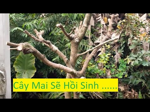 Cách Tạo Cành Cho Cây Mai Vàng  | Tính Bonsai