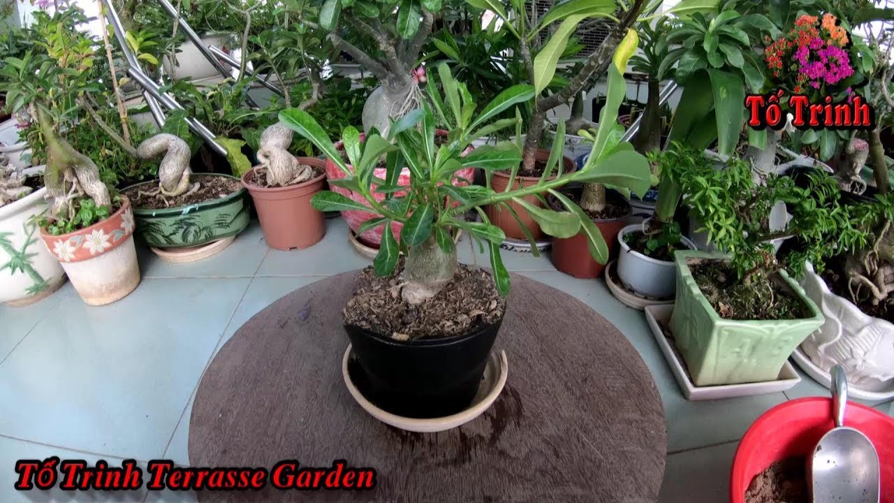 Cách Thay Đất , Sang Chậu ,Thêm Phân Cho Cây Sứ Thái Con Phát Triển Đẹp / Adenium Obesum