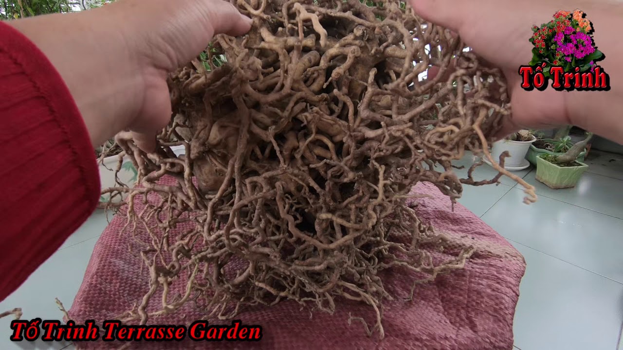 Cách Thay Đất ,Thêm Phân Củ Sứ Thái Trồng Lâu Năm / How To Take Care Of Adenium Obesum