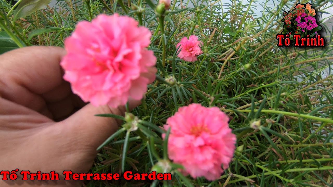 Cách Trộn Đất, Bón Phân Trồng Hoa 10 Giờ Cho Cây Phát Triển, Ra Hoa /Portulaca Grandiflora