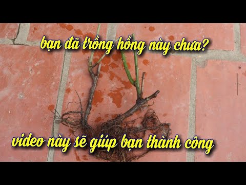 Cách Trồng Cây Hoa Hồng Rễ Trần(hồng thải).Sống 99,9%