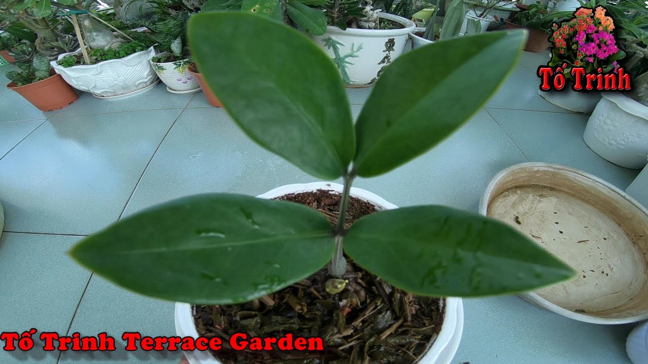 Cách Trồng Cây Kim Tiền Ai Ai Cũng Trồng Được / How to Grow Zamioculcas Zamiifolia