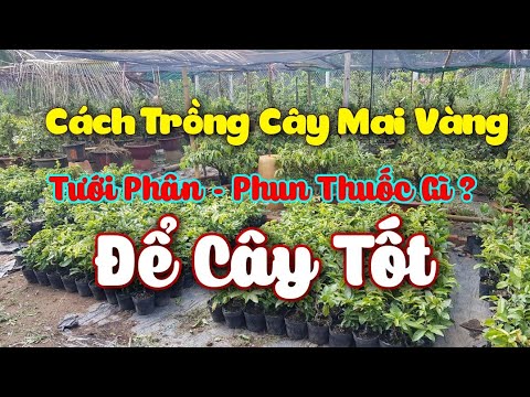 Cách Trồng Cây Mai Vàng - Tháng 06 Năm 2020