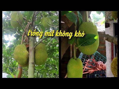 Cách Trồng Cây Mít • Và Tỉa Cành Mít Đúng Kỹ Thuật. NGƯỜI ƯƠM MẦM