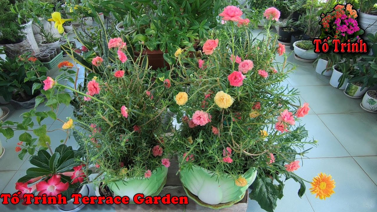 Cách Trồng Chậu Hoa 10 Giờ Đẹp Nhiều Hoa /  How To Grow Beautiful Portulaca Grandiflora flower Pot