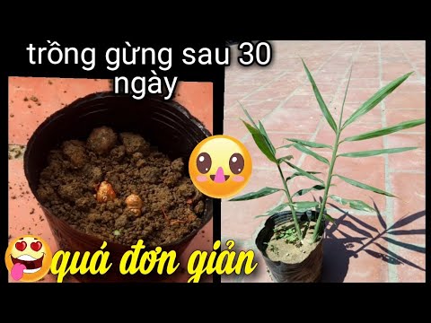 Cách Trồng Gừng. Kết Quả Cực Nhanh Sau 30 Ngày.How to grow ginger fastest