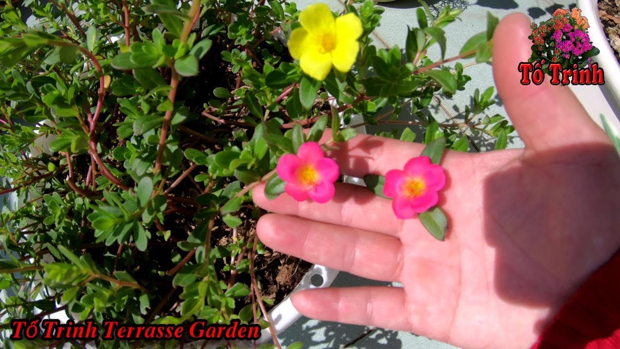 Cách Trồng Hoa 10 Giờ Sam - Purslane