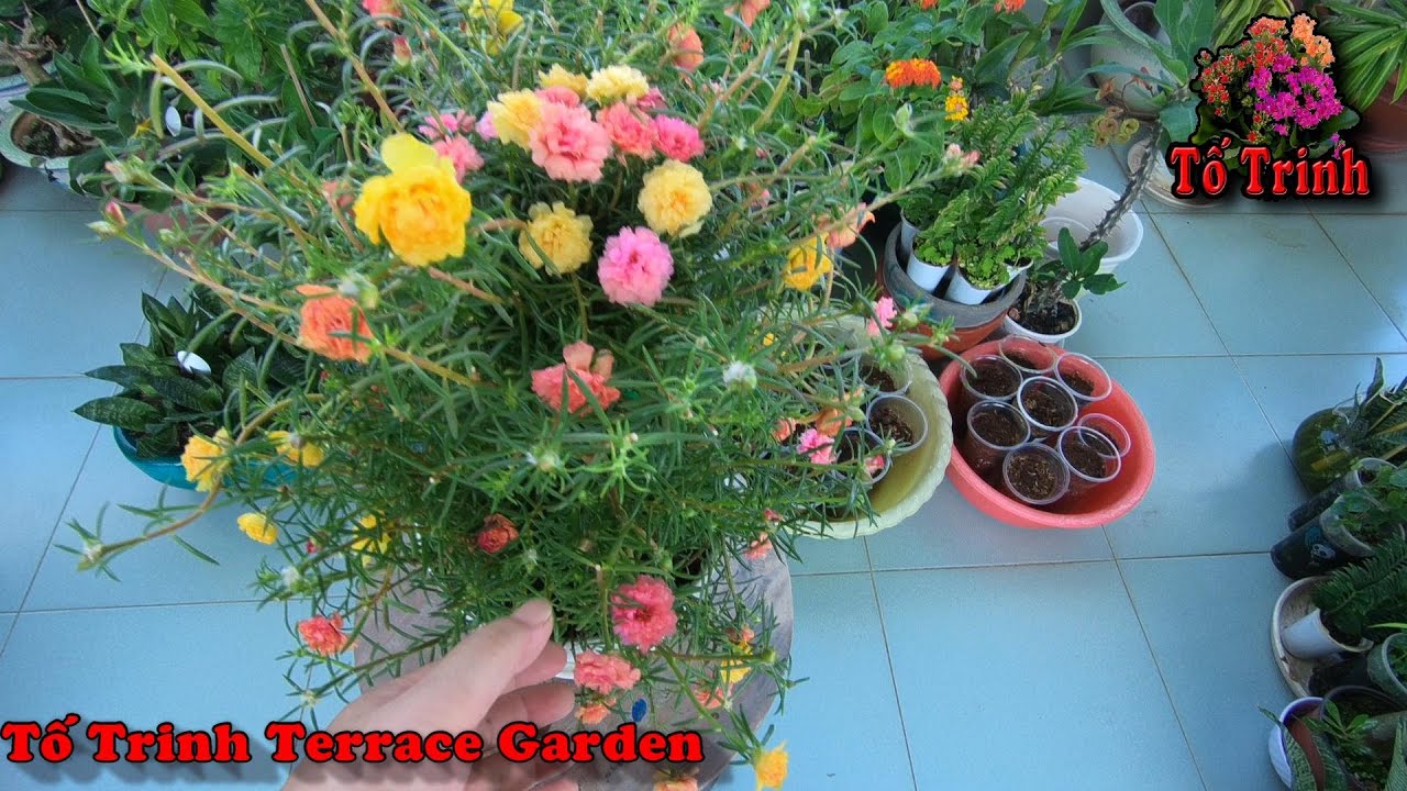 Cách Trồng Hoa 10 Giờ Vào Chậu Tuyệt đẹp / How To Plant A Portulaca Grandiflora In A Beautiful Pots