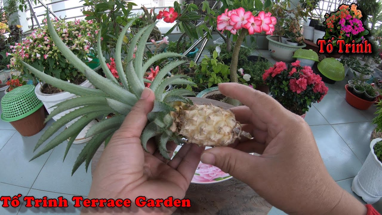 Cách Trồng Khóm Kiểng Nhỏ Xíu Xíu / How To Grow Mini Pineapple Plant