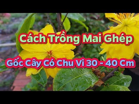 Cách Trồng Mai Ghép Gốc Có Chu Vi 30 - 40 Cm